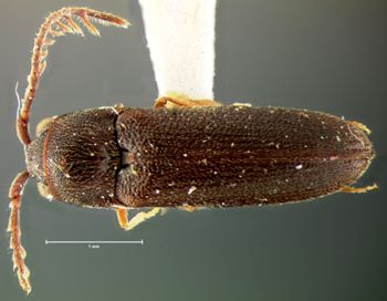 Media type: image;   Entomology 2364 Aspect: habitus dorsal view